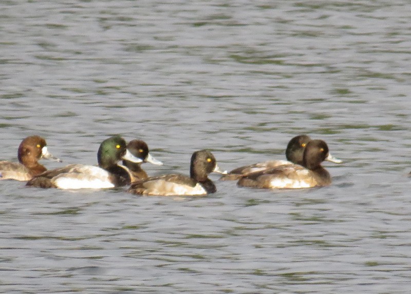 Greater Scaup - ML41511861