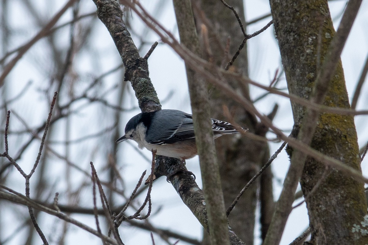 White-breasted Nuthatch - ML415130731