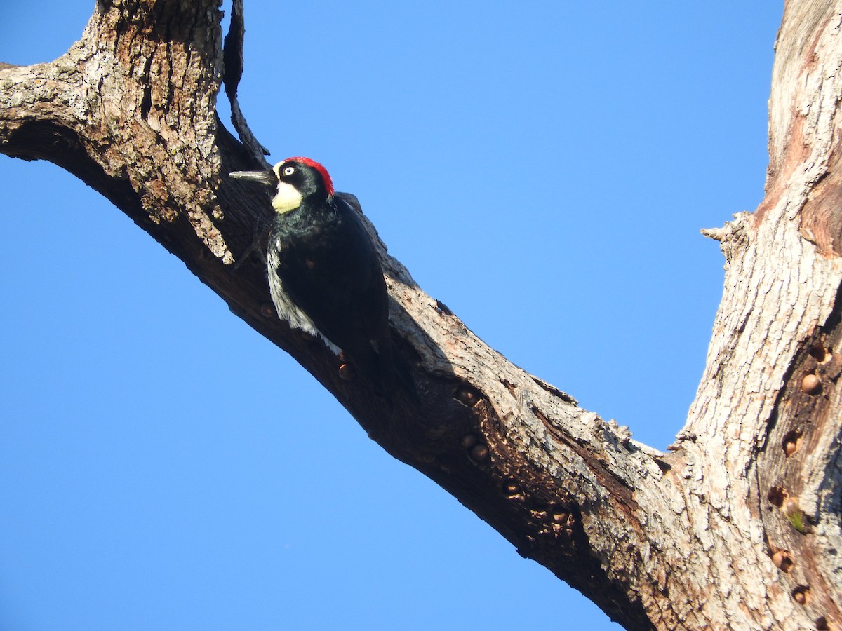 Acorn Woodpecker - ML41513221