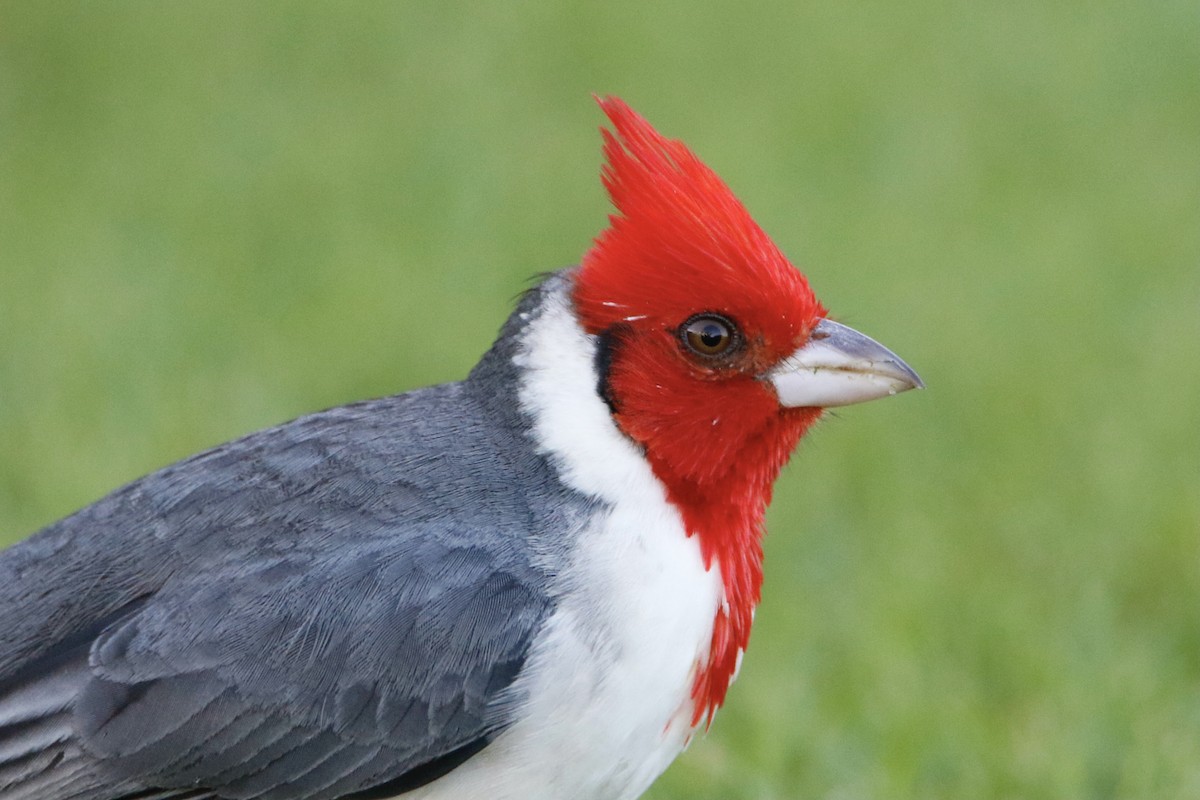 Red-crested Cardinal - ML415132561