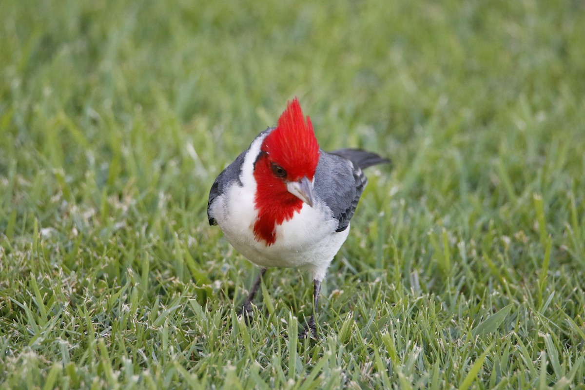 Red-crested Cardinal - ML415133181