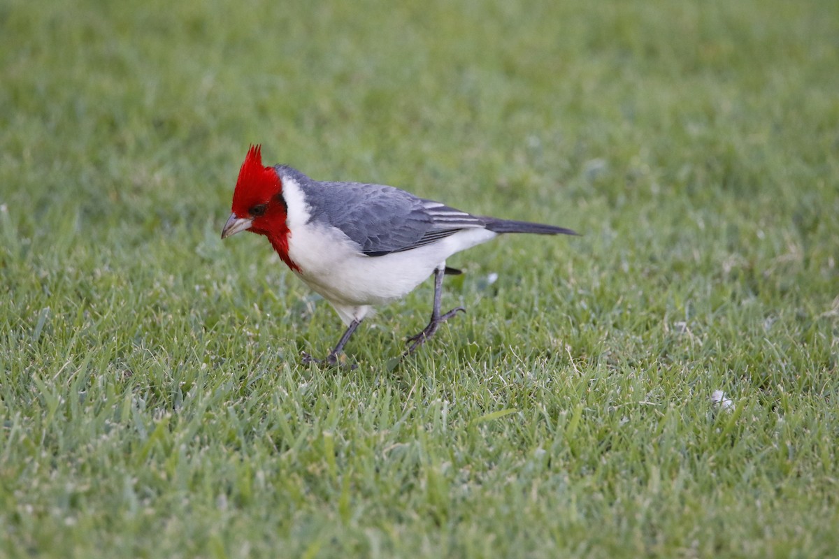 Red-crested Cardinal - ML415133291