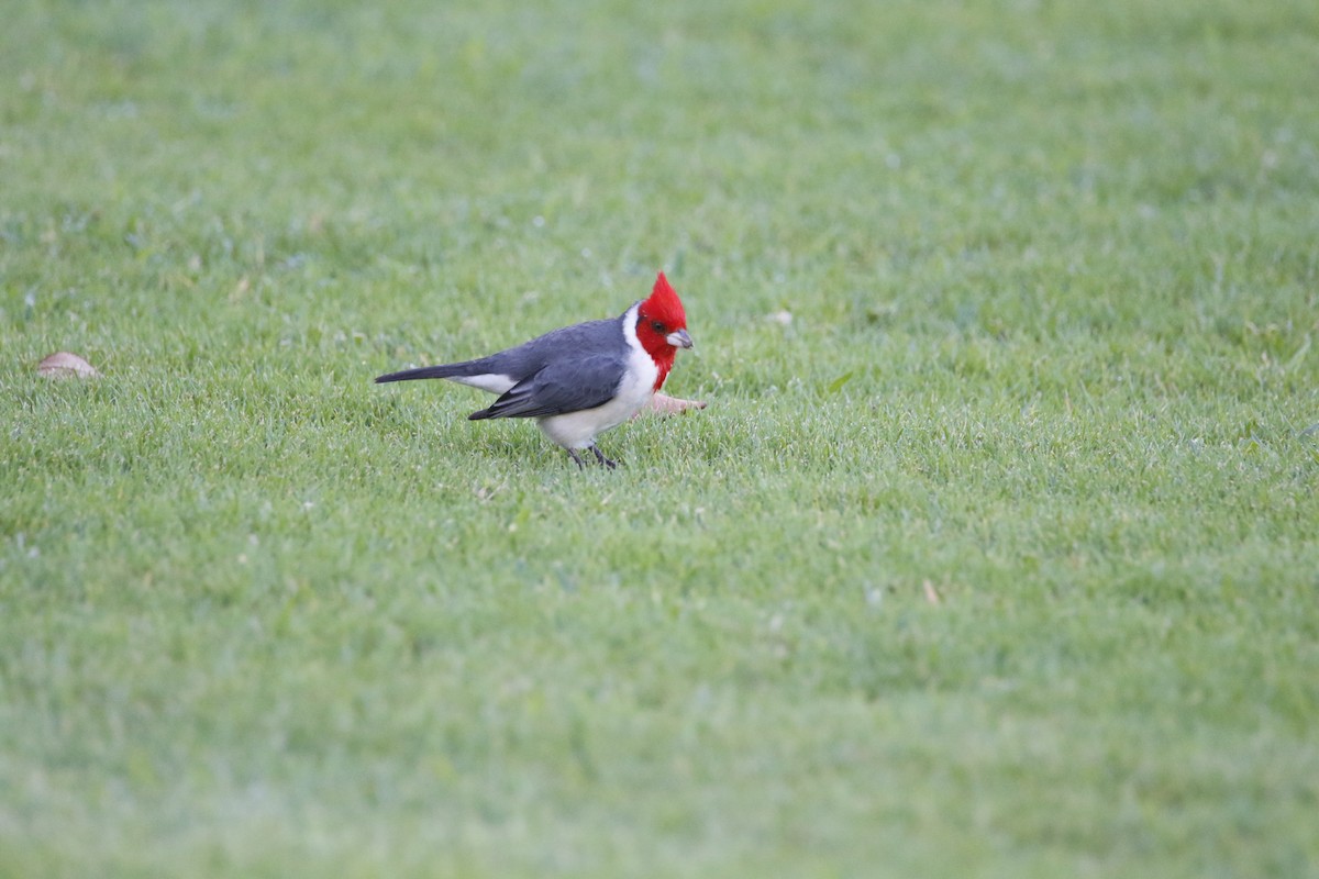 Red-crested Cardinal - ML415133331