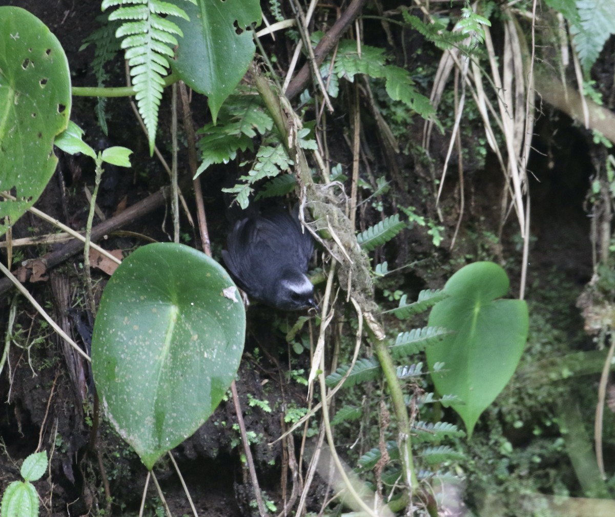 Silvery-fronted Tapaculo - ML415133511