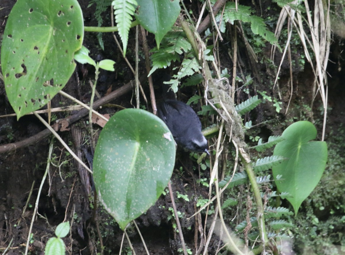 Silvery-fronted Tapaculo - ML415133601