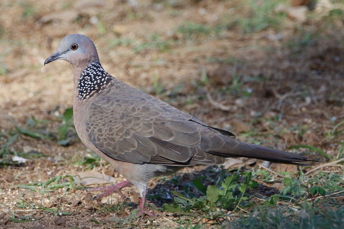 Spotted Dove - ML415134191