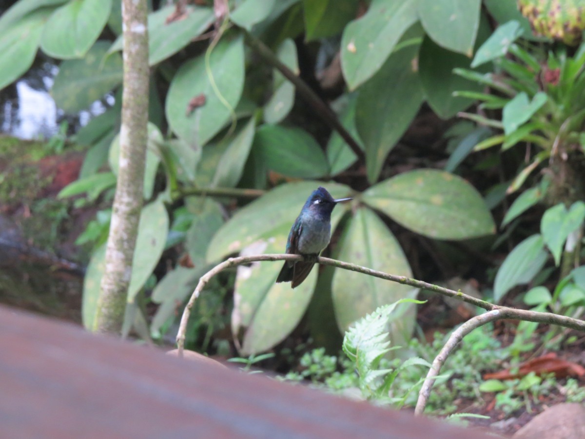 Violet-headed Hummingbird - ML415134241
