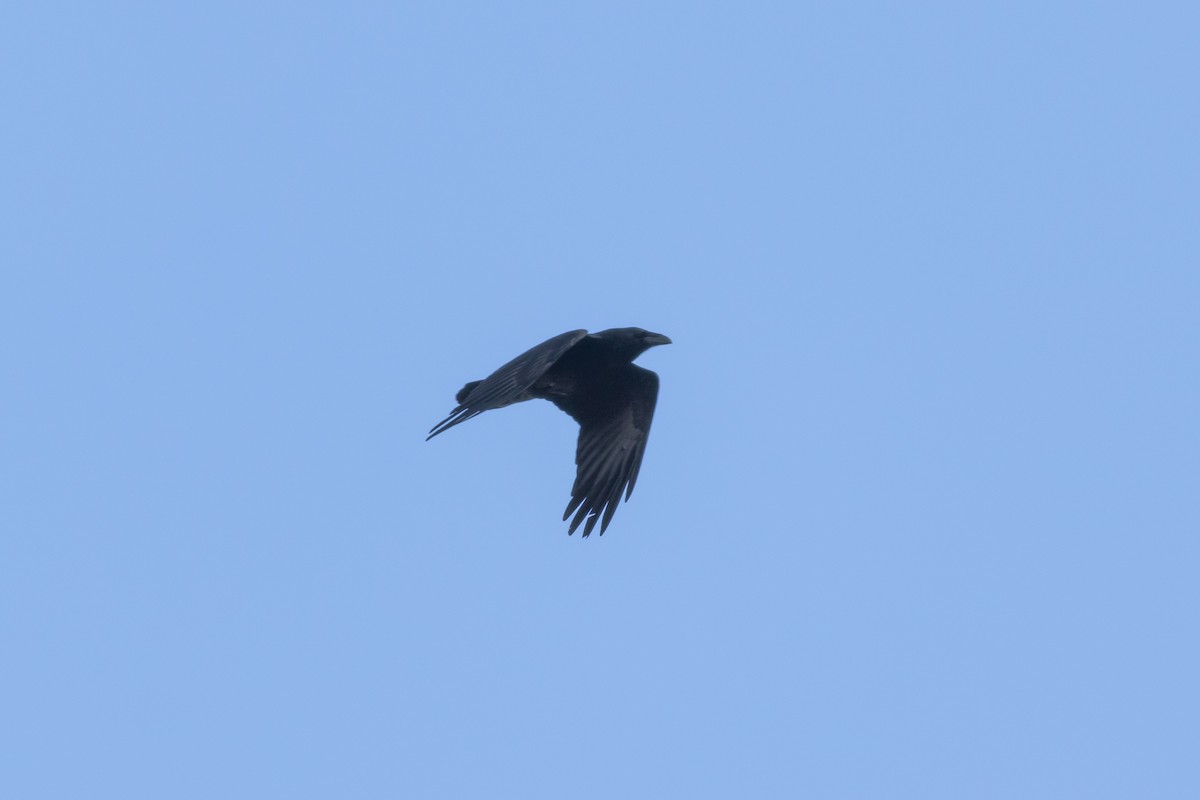 Common Raven - ML415134521