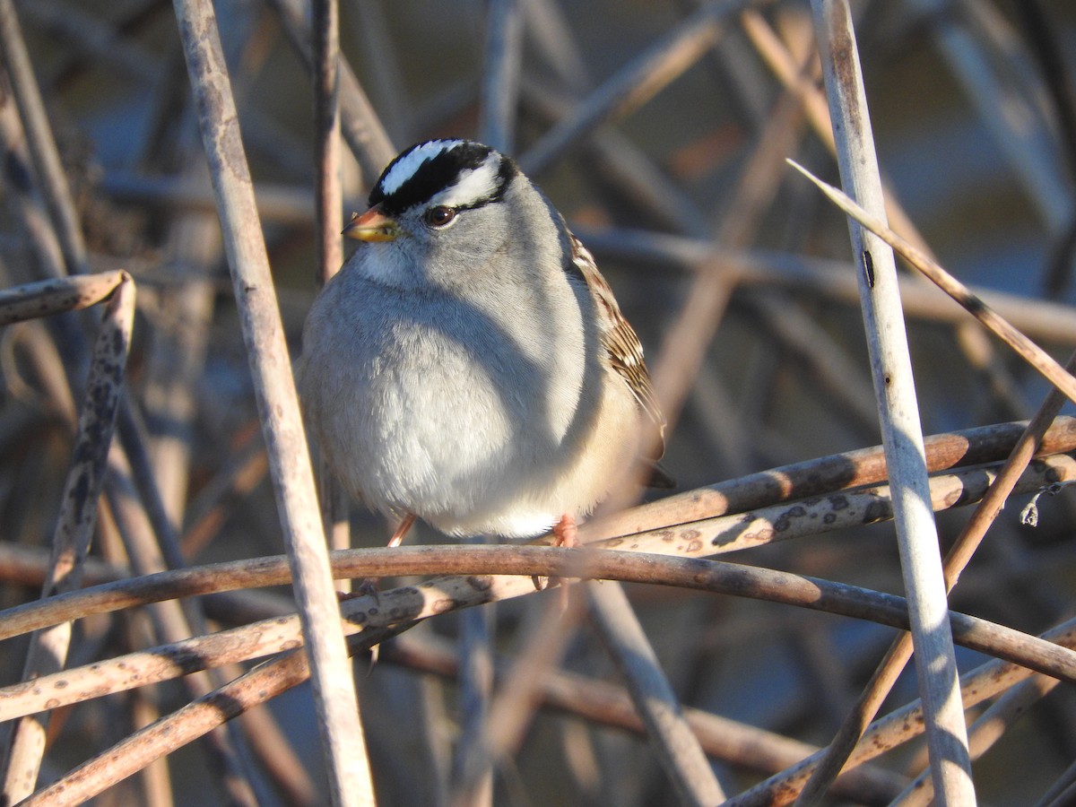 White-crowned Sparrow - ML41513631