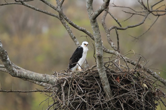 Possible confusion species: juvenile&nbsp;Black-and-white Hawk-Eagle (<em class="SciName notranslate">Spizaetus melanoleucus</em>). - Black-and-white Hawk-Eagle - 