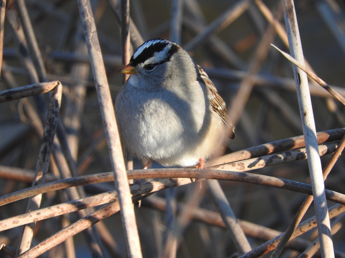 White-crowned Sparrow - ML41513721