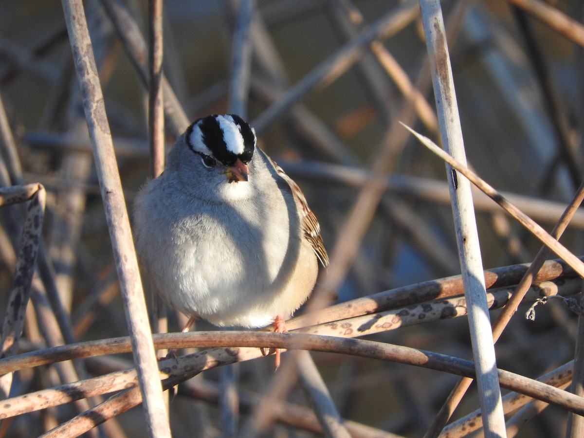 White-crowned Sparrow - ML41513791