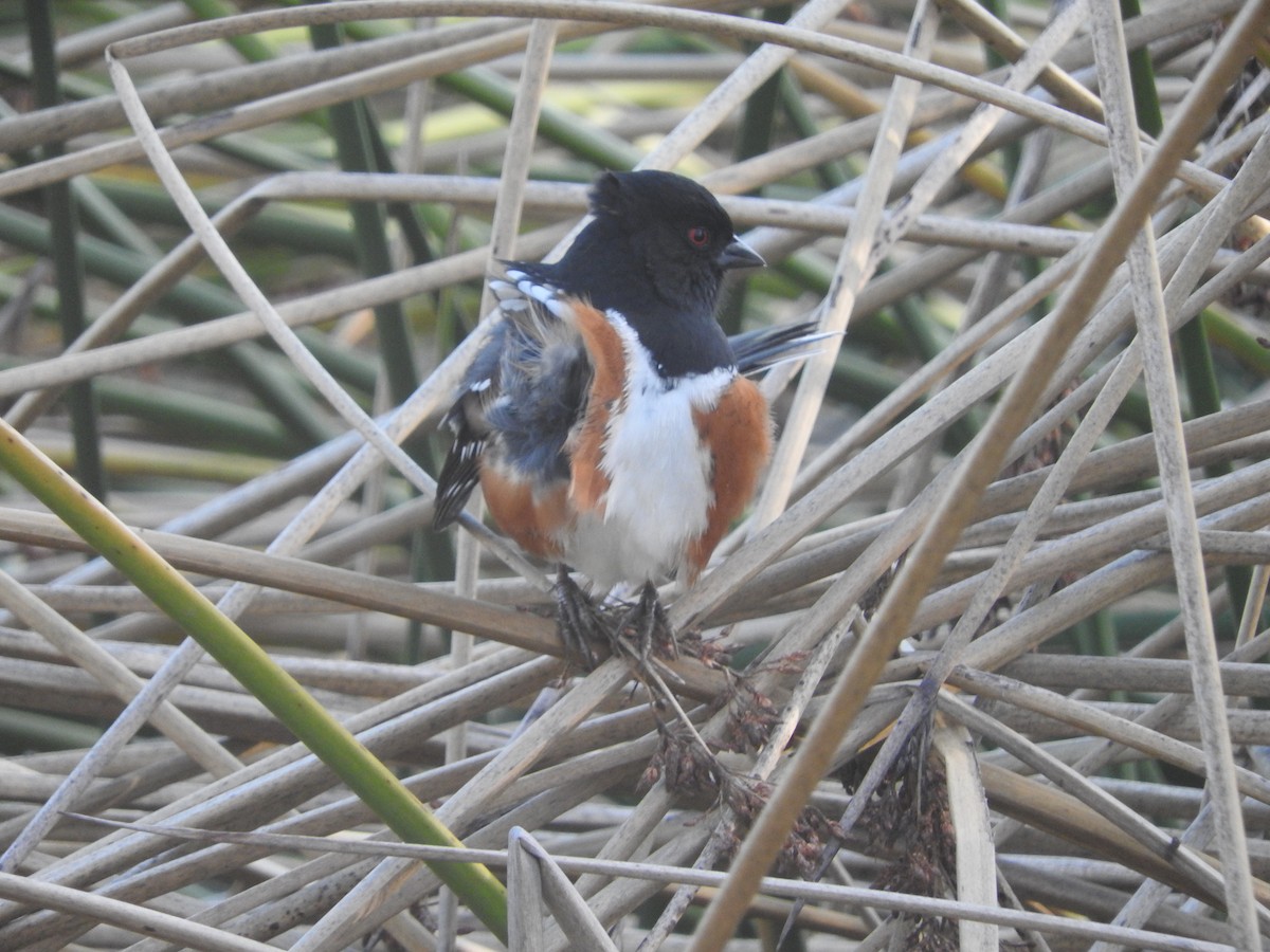 Spotted Towhee - ML41513951