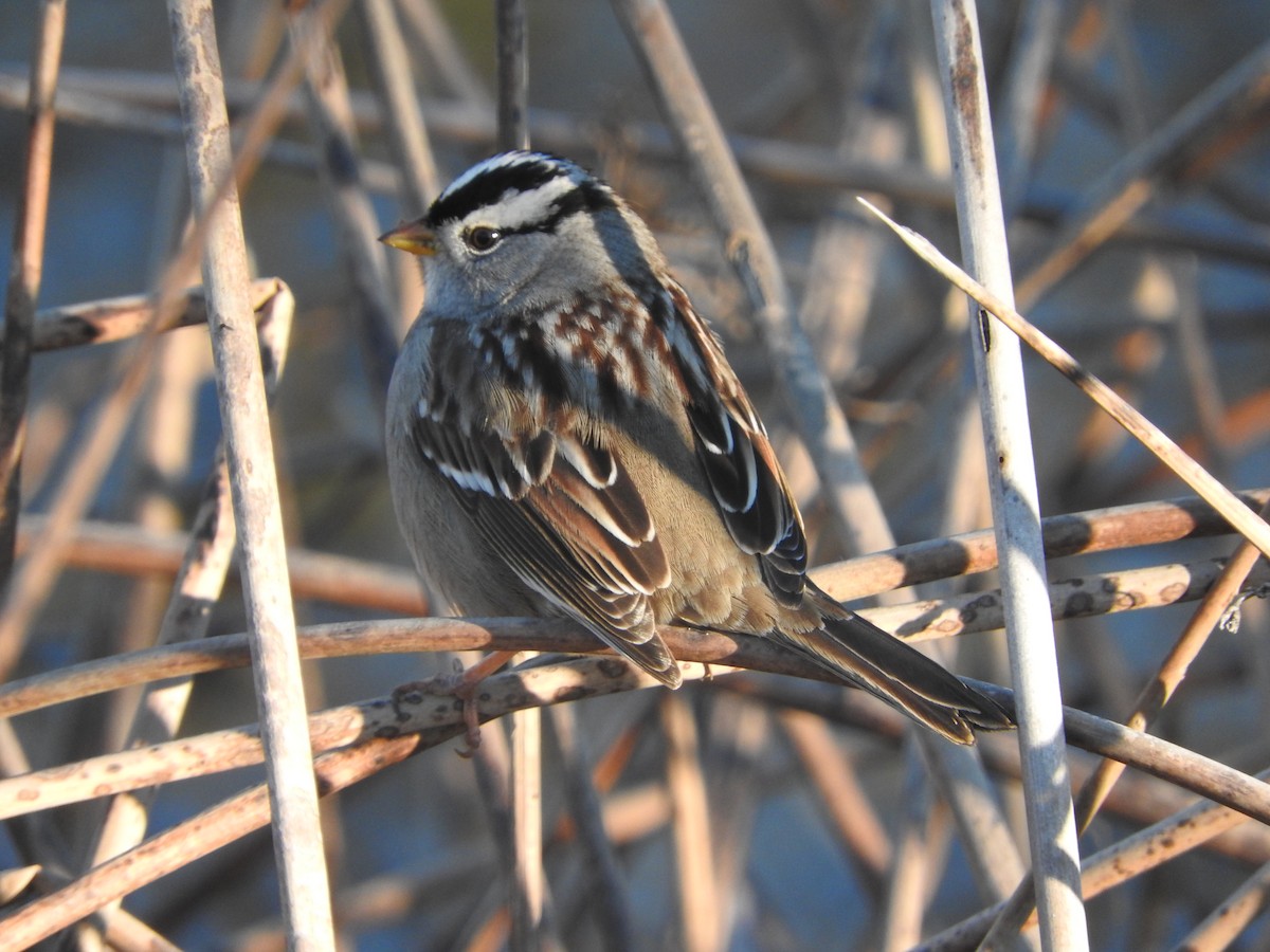 White-crowned Sparrow - ML41514081