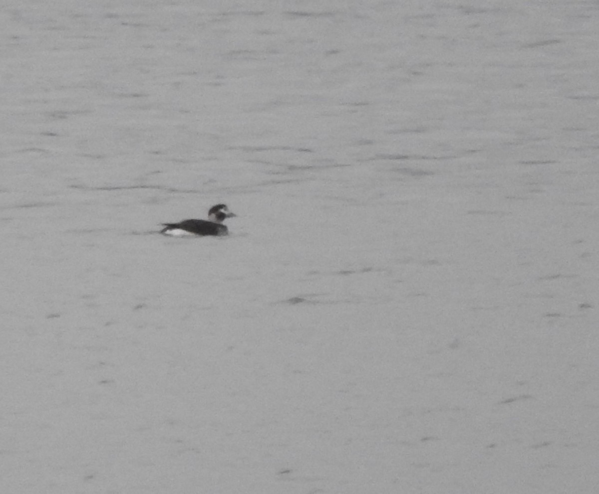Long-tailed Duck - ML415141851