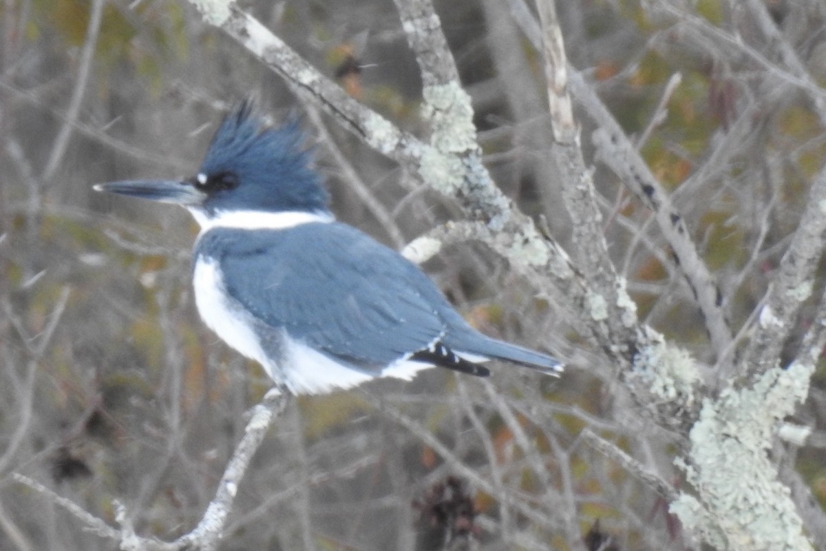 Belted Kingfisher - ML415150101