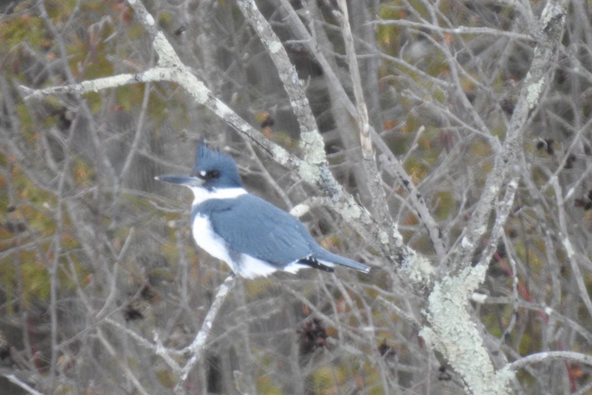 Belted Kingfisher - ML415150111
