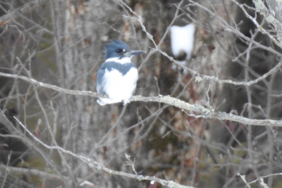 Belted Kingfisher - ML415150121