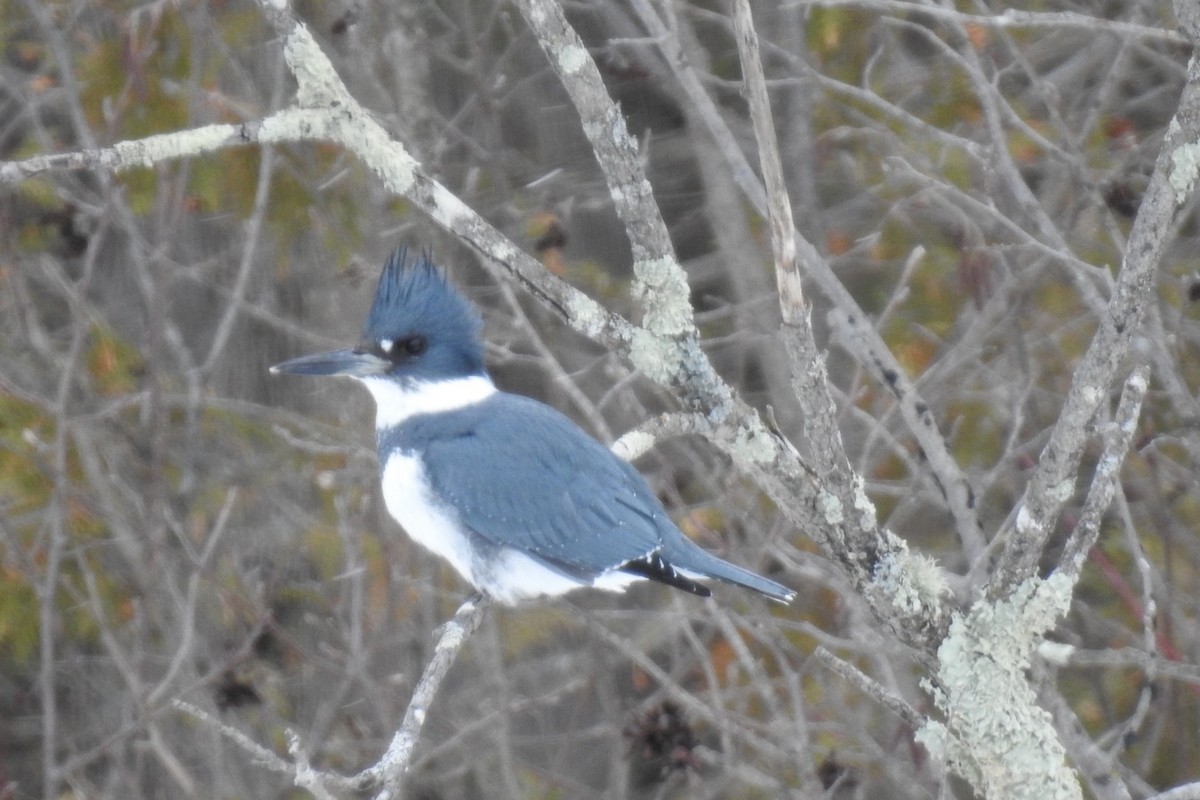 Belted Kingfisher - ML415150131