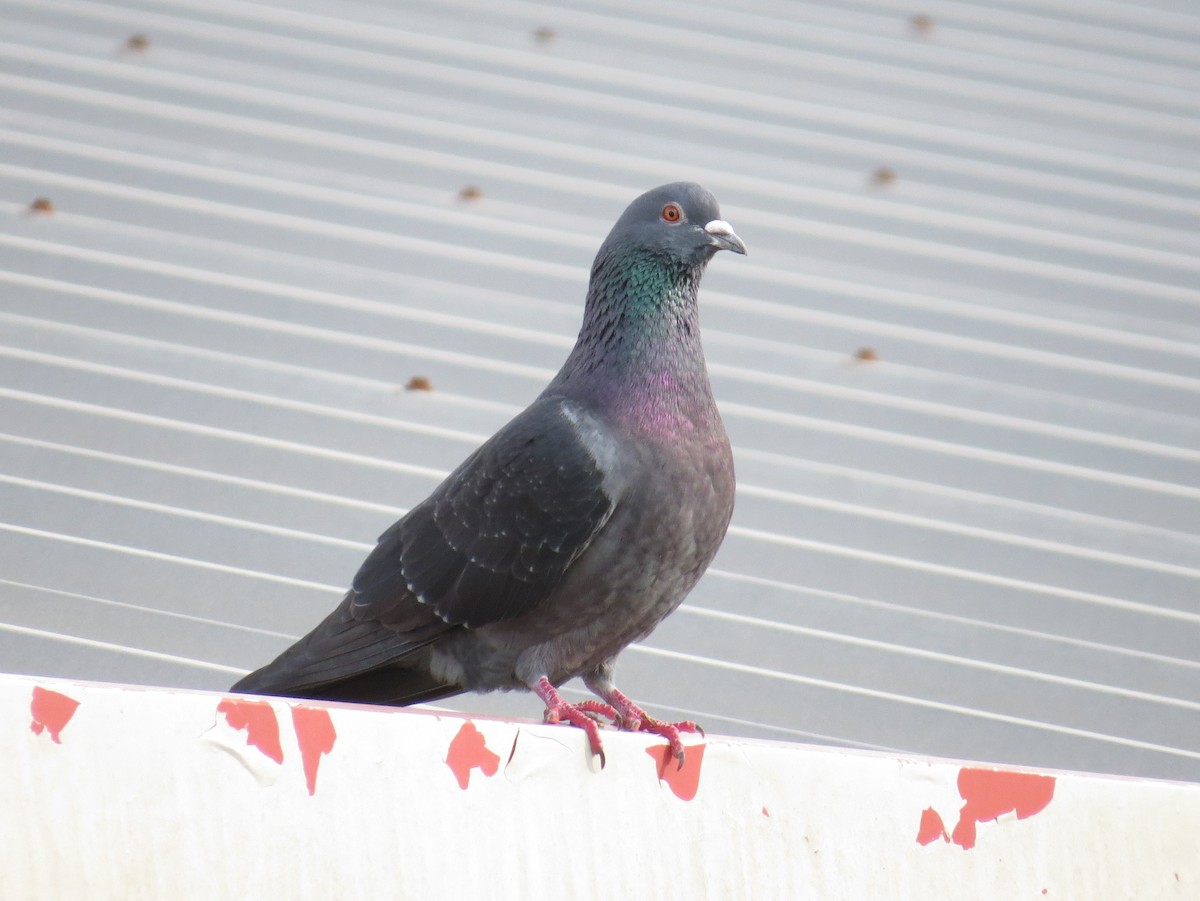 Rock Pigeon (Feral Pigeon) - ML415153141