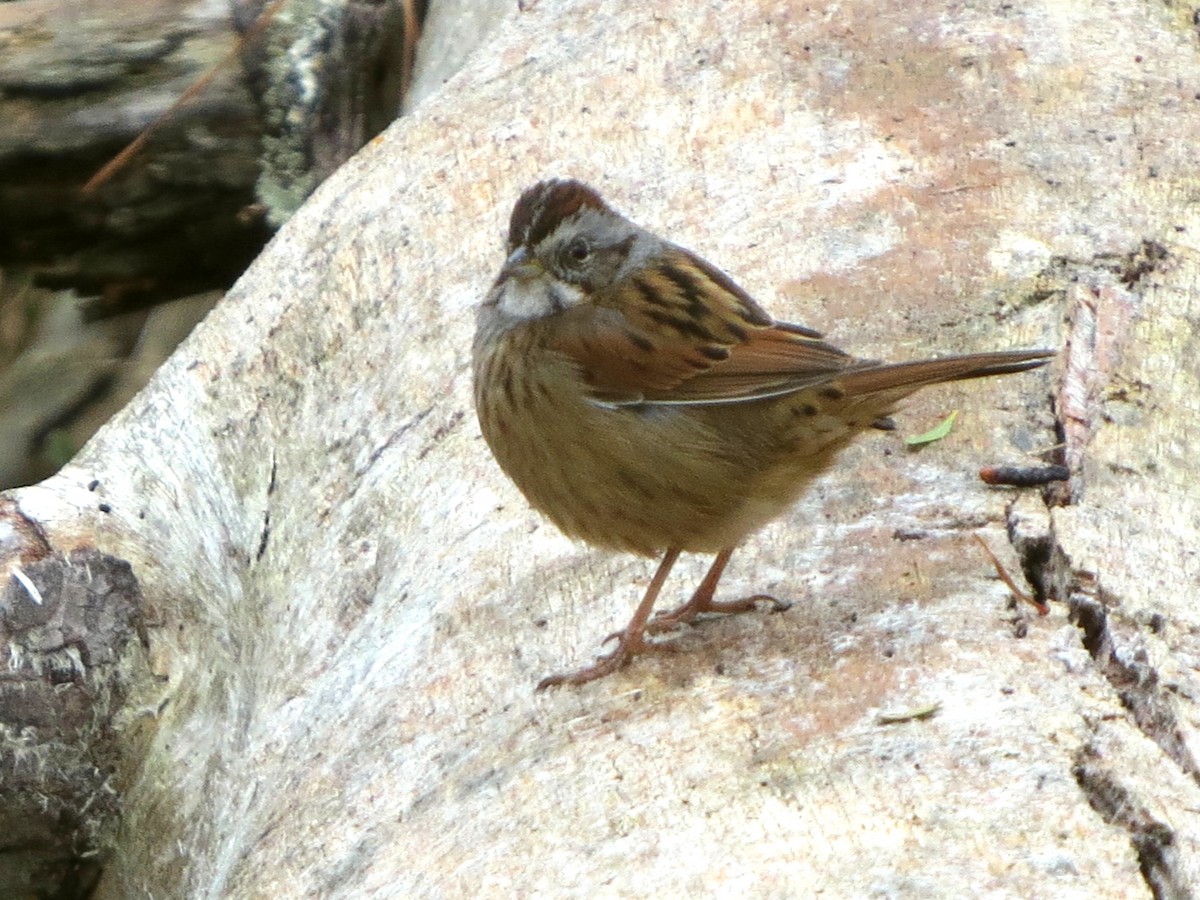 Swamp Sparrow - ML415158981