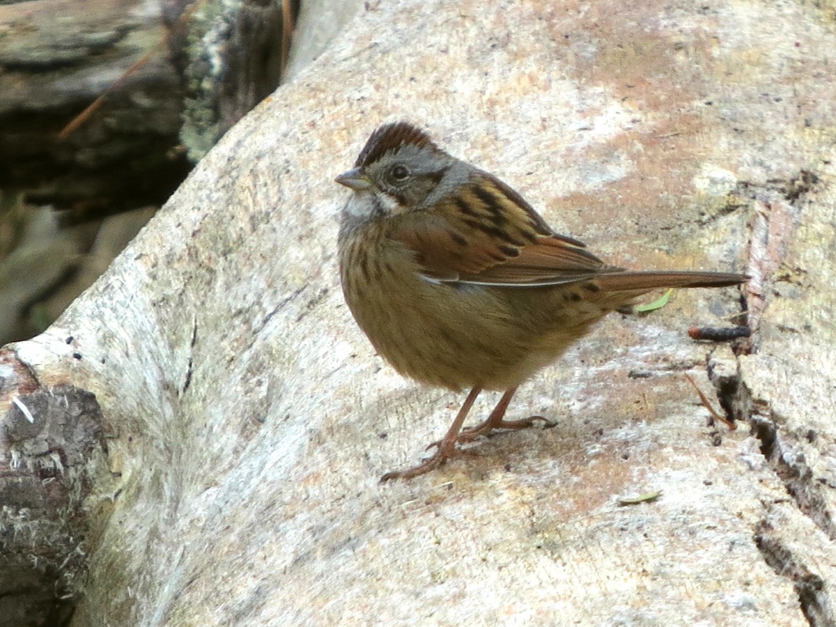 Swamp Sparrow - ML415159171