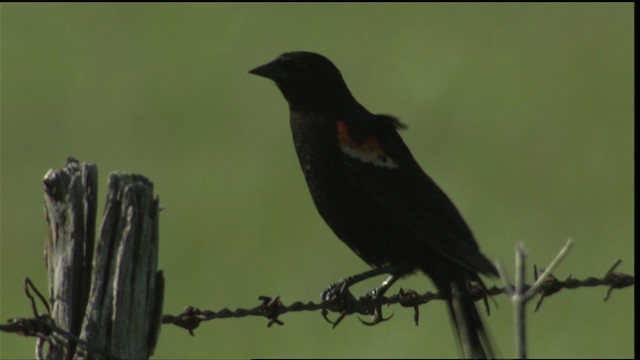 Red-winged Blackbird (Red-winged) - ML415160