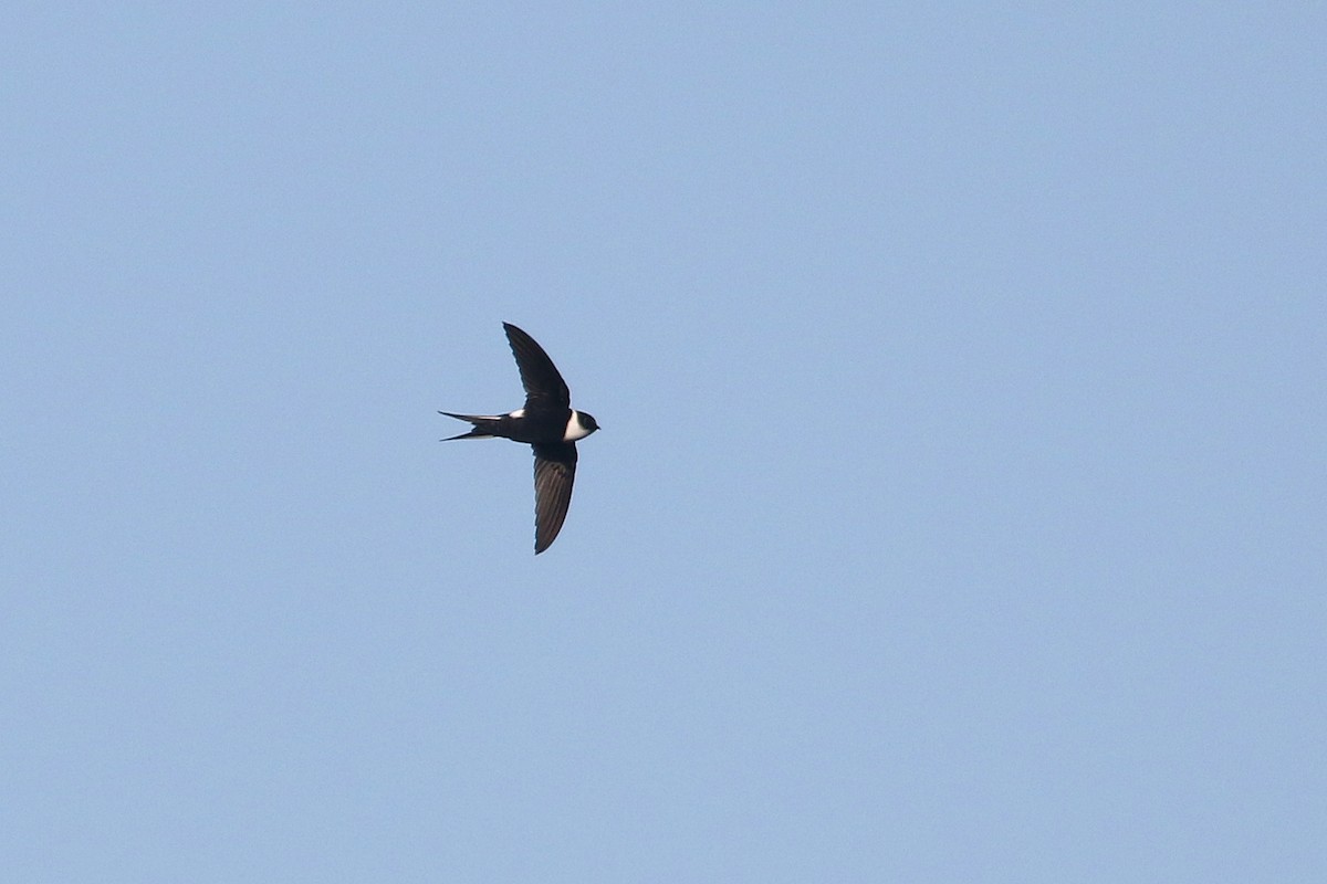 Lesser Swallow-tailed Swift - Daniel Branch