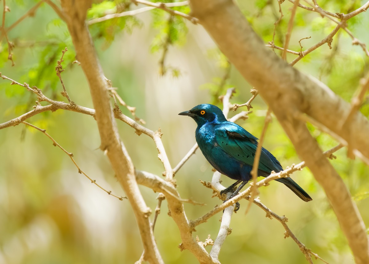 Greater Blue-eared Starling - ML415162471