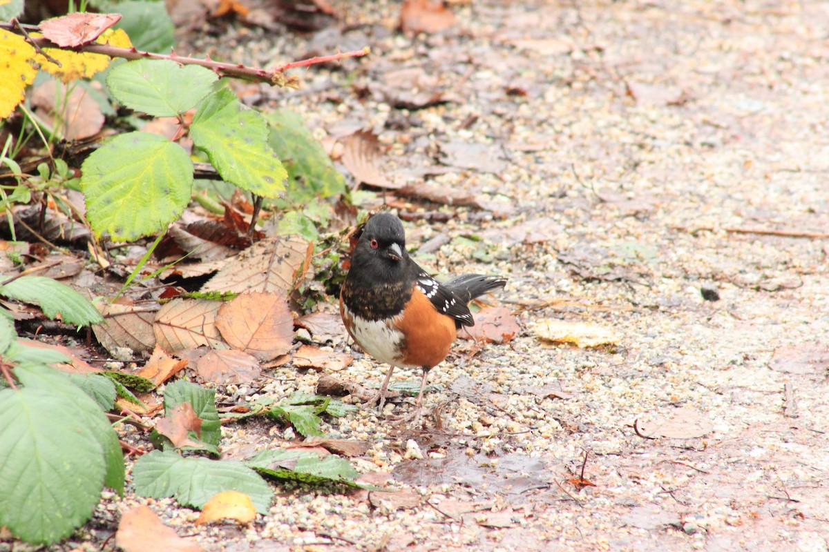 Spotted Towhee - ML41516281