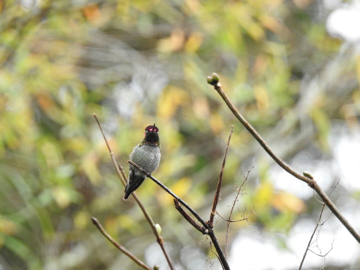 Anna's Hummingbird - ML41517321