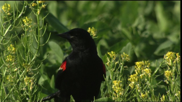 Red-winged Blackbird (Red-winged) - ML415175