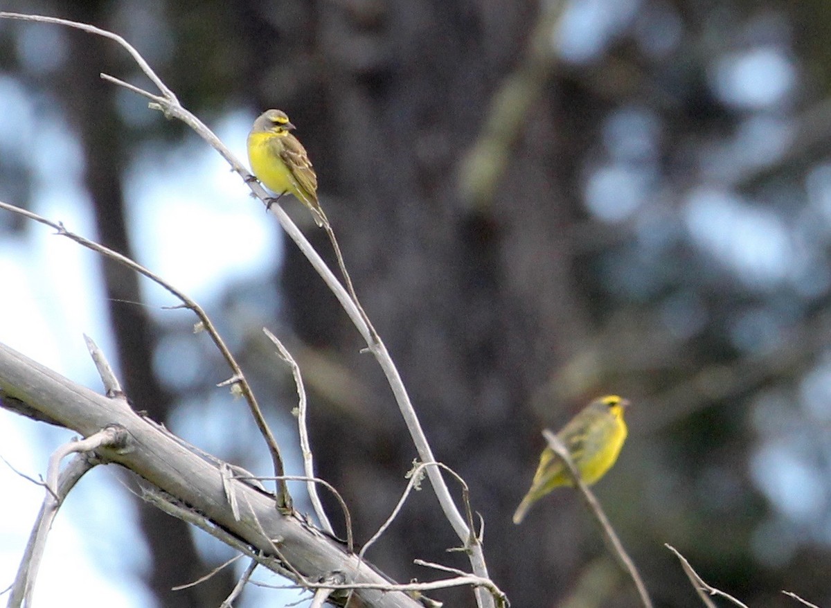 Yellow-fronted Canary - Kathleen McEachern
