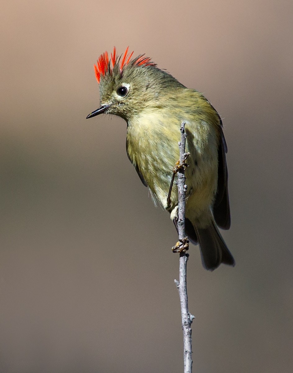 Ruby-crowned Kinglet - Eric Gofreed