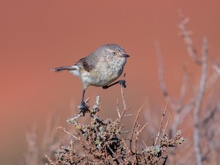  - Slender-billed Thornbill