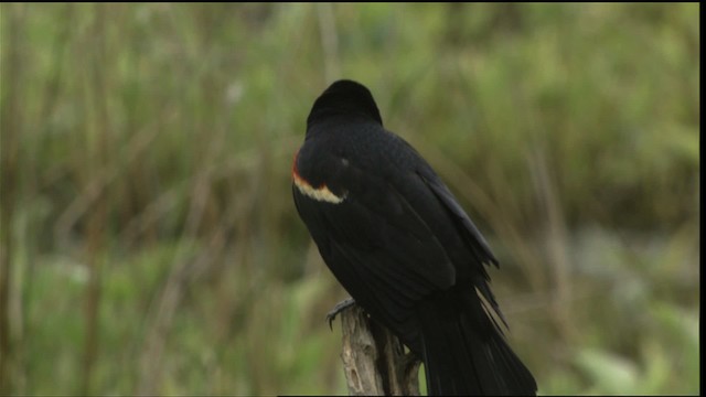 Red-winged Blackbird (Red-winged) - ML415196