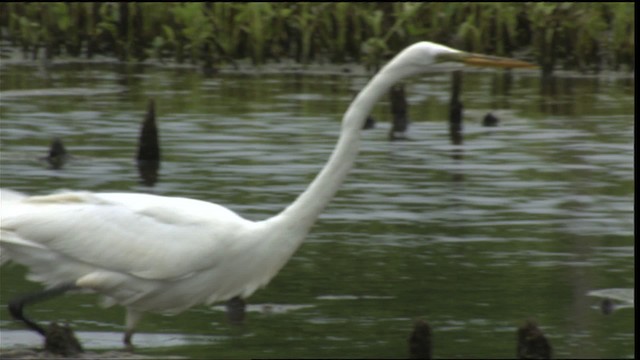 Great Egret (American) - ML415197