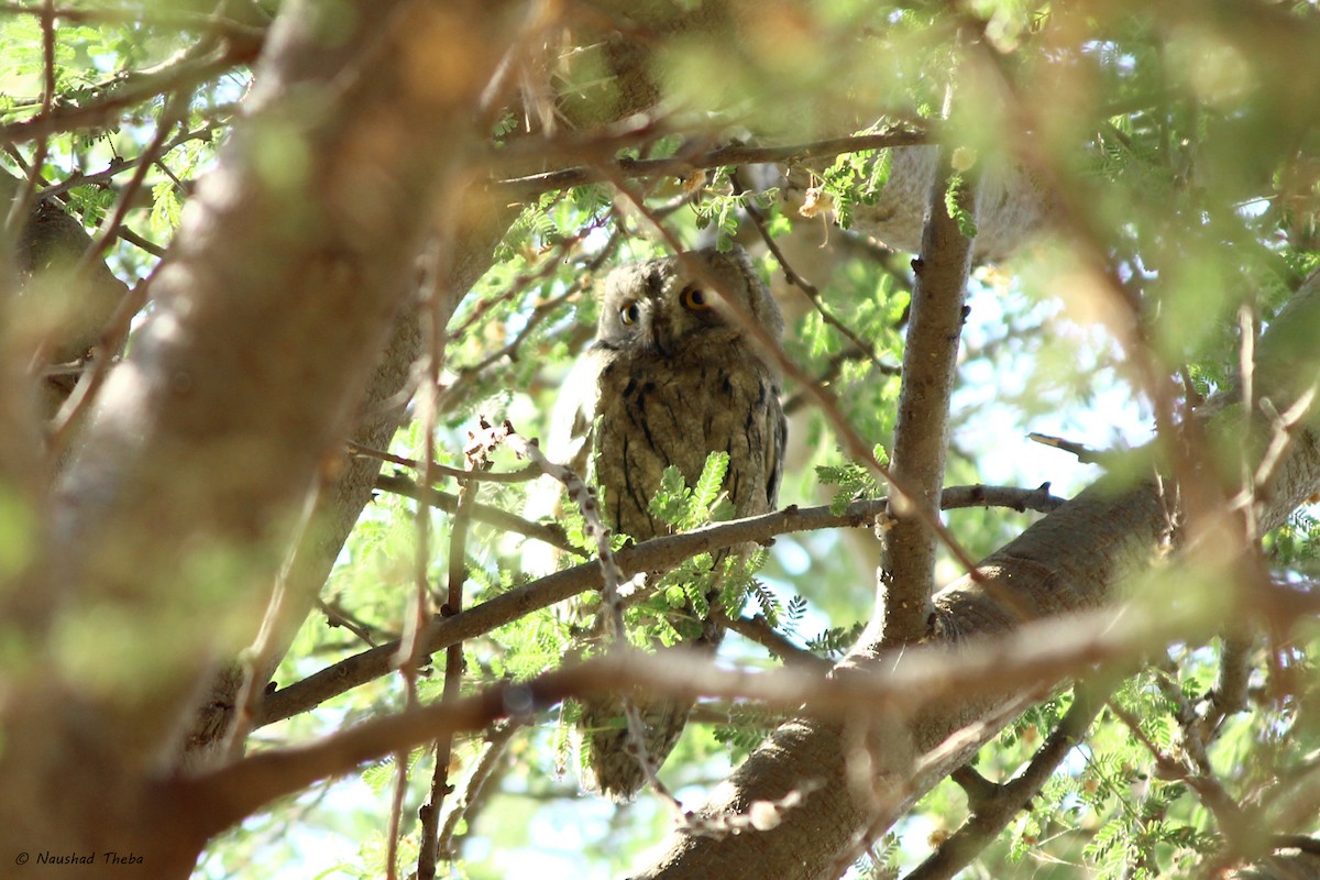 Eurasian/Pallid Scops-Owl - Naushad Theba