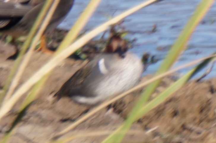 Green-winged Teal - ML41520691