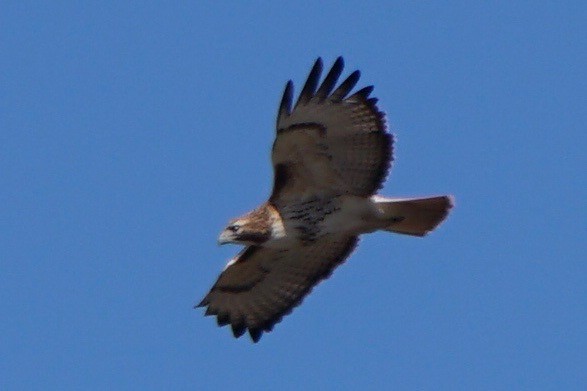 Red-tailed Hawk - ML41520731