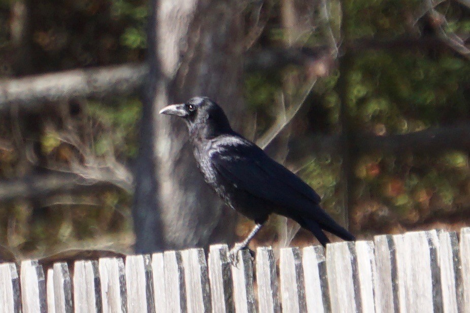 American Crow - ML41520861