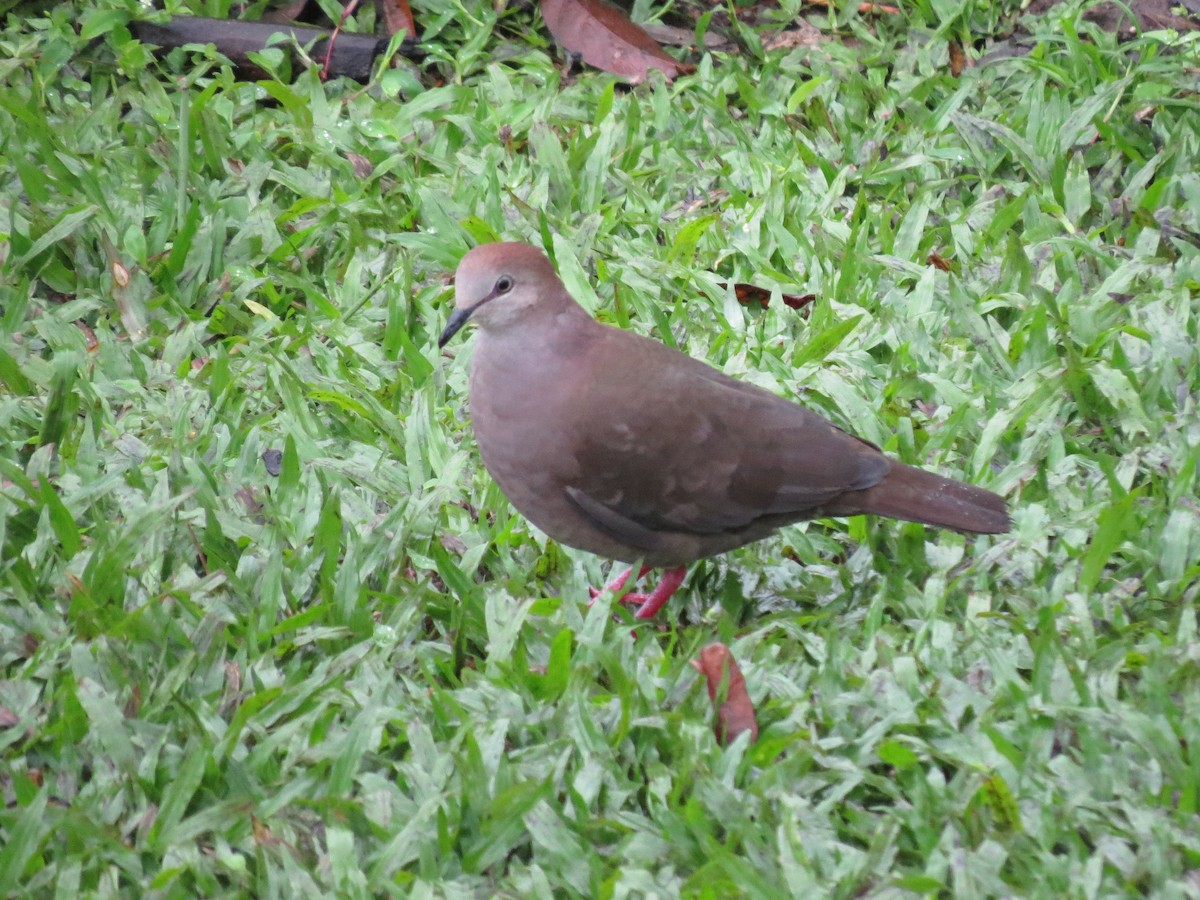 Gray-chested Dove - ML415213011