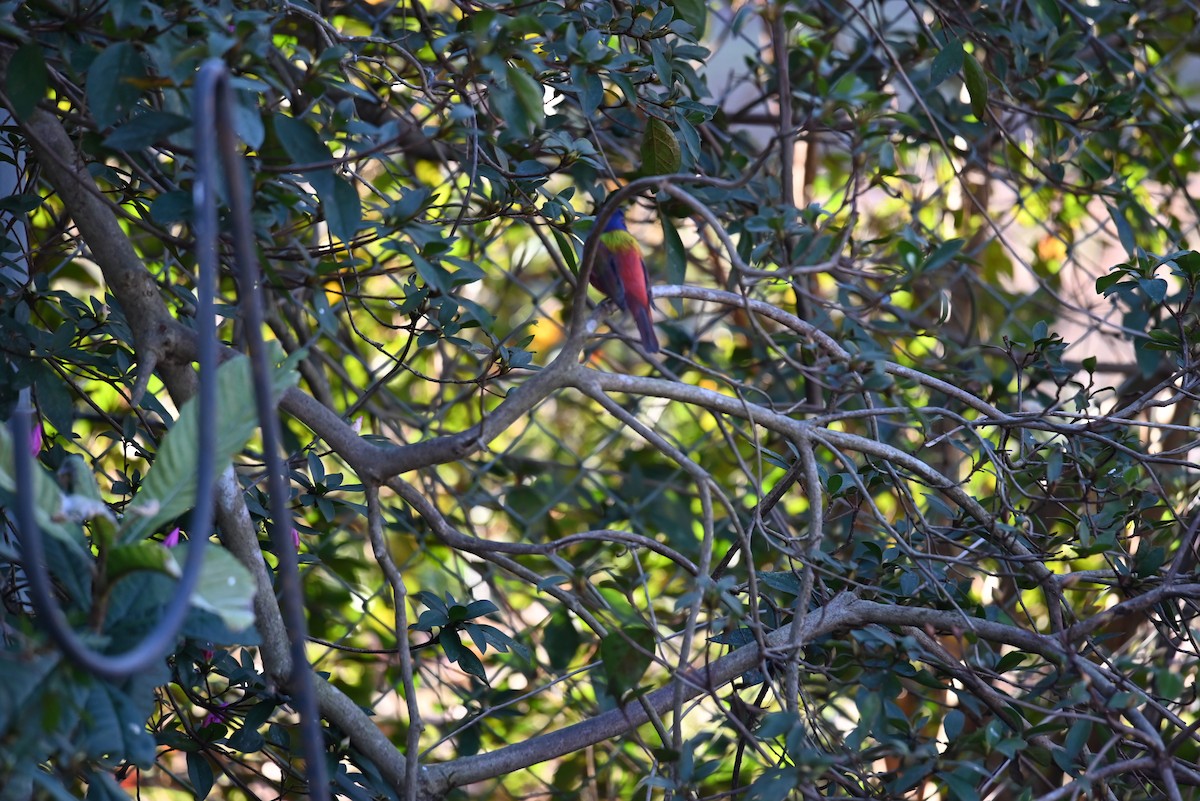 Painted Bunting - ML415213031