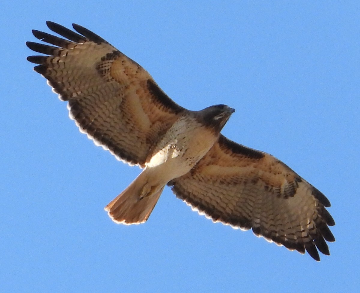Red-tailed Hawk - ML415214501