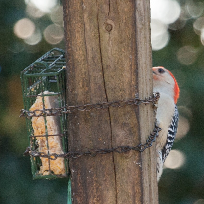 Red-bellied Woodpecker - ML415214611