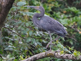  - Great-billed Heron