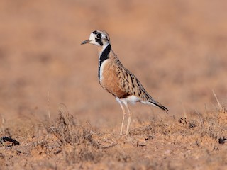  - Inland Dotterel