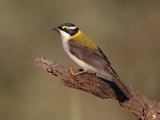  - Black-chinned Honeyeater (Golden-backed)