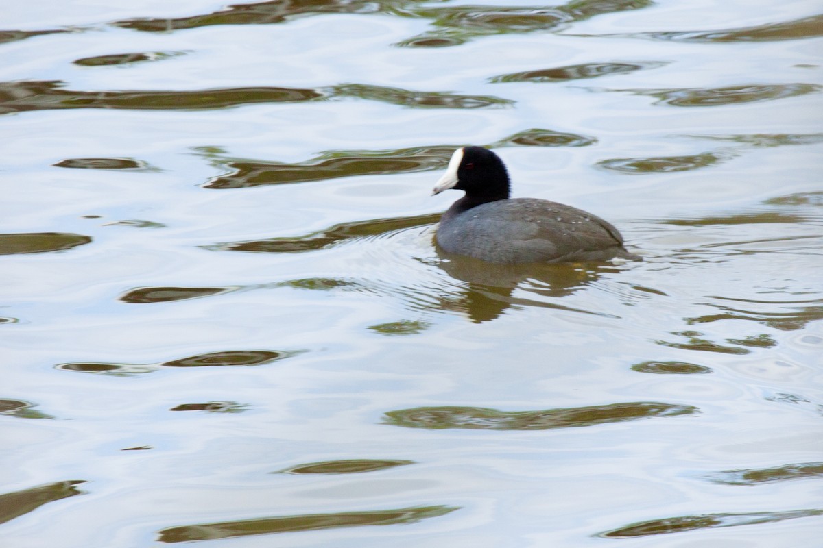 American Coot - Sue Wright