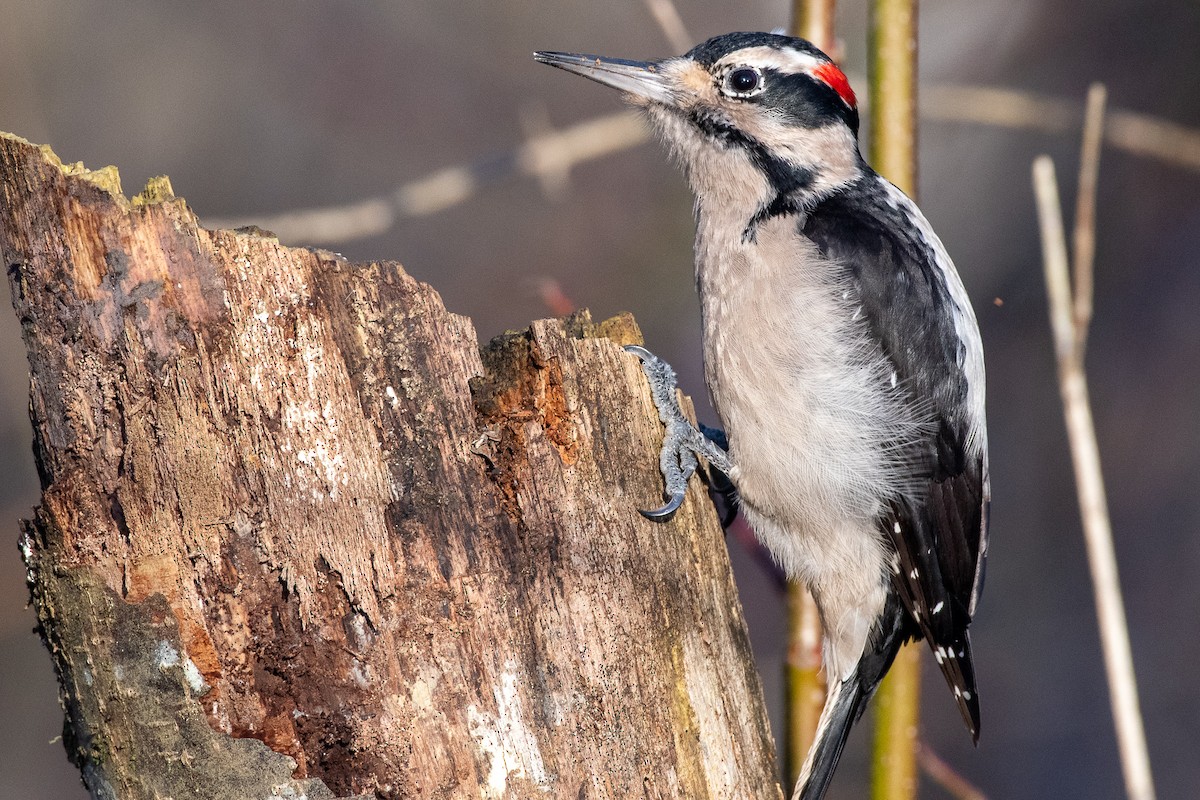 Hairy Woodpecker - Chris McDonald